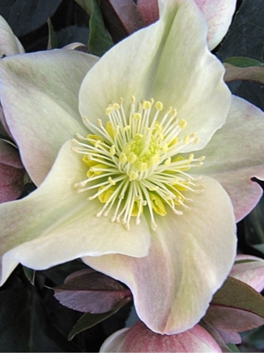 Hellebore 'Cinnamon Snow'